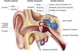 Mécanisme de l’audition et effets du bruit sur la santé 