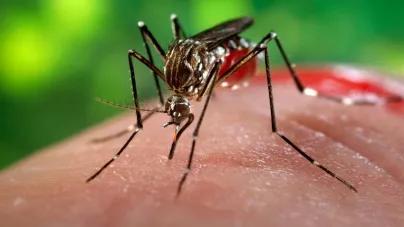 Dengue Moustiques