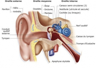 Mécanisme de l’audition et effets du bruit sur la santé 
