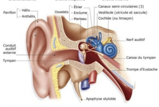 Mécanisme de l’audition et effets du bruit sur la santé 